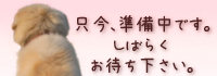 関東 老犬ホーム