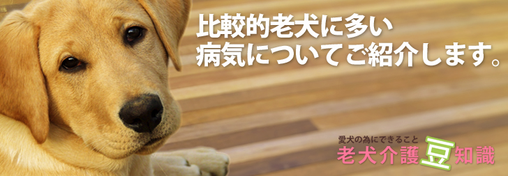 老犬介護の豆知識『老犬
の知識・かかりやすい病気・ケア・よくあるご質問』色々な疑問に経験豊富なプロのドックトレーナーが丁寧にお答えします。