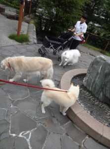 老犬介護ホーム寶ホテル