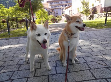 老犬介護ホーム寶ホテル