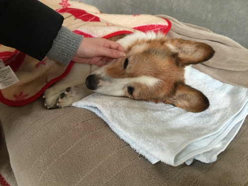 沢山いただきました 老犬ホームぱーとなー