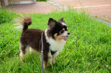 老犬介護ドットコム 河村