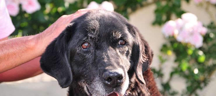 垂れ耳の老犬に注意してあげたい事