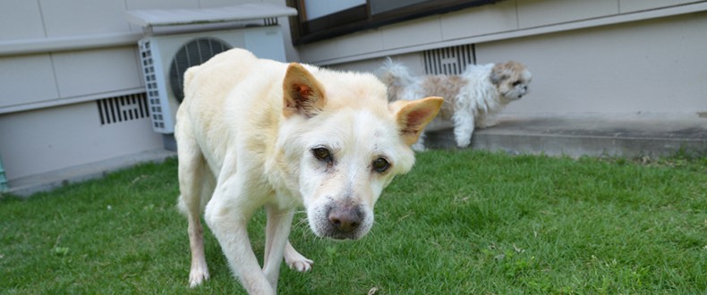 老犬にとって夏は特に注意 夏場対策