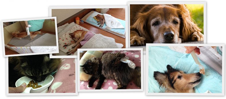 老犬デイケア・老犬訪問介護