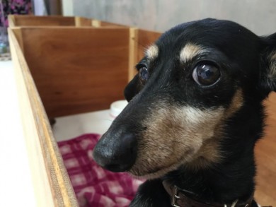 ぱーとなー ブログ 老犬ホームの窓口 老犬介護ドットコム ページ 3 ぱーとなー ブログ 老犬ホームの窓口 老犬介護ドットコム ページ 3