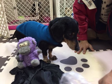 ぱーとなー ブログ 老犬ホームの窓口 老犬介護ドットコム ぱーとなー ブログ 老犬ホームの窓口 老犬介護ドットコム