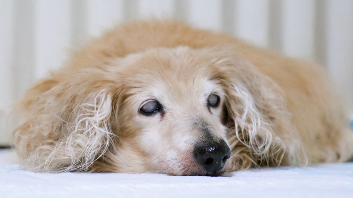 老犬介護 老犬の痴呆 夜泣きの介護 老犬ホームの窓口 老犬介護ドットコム