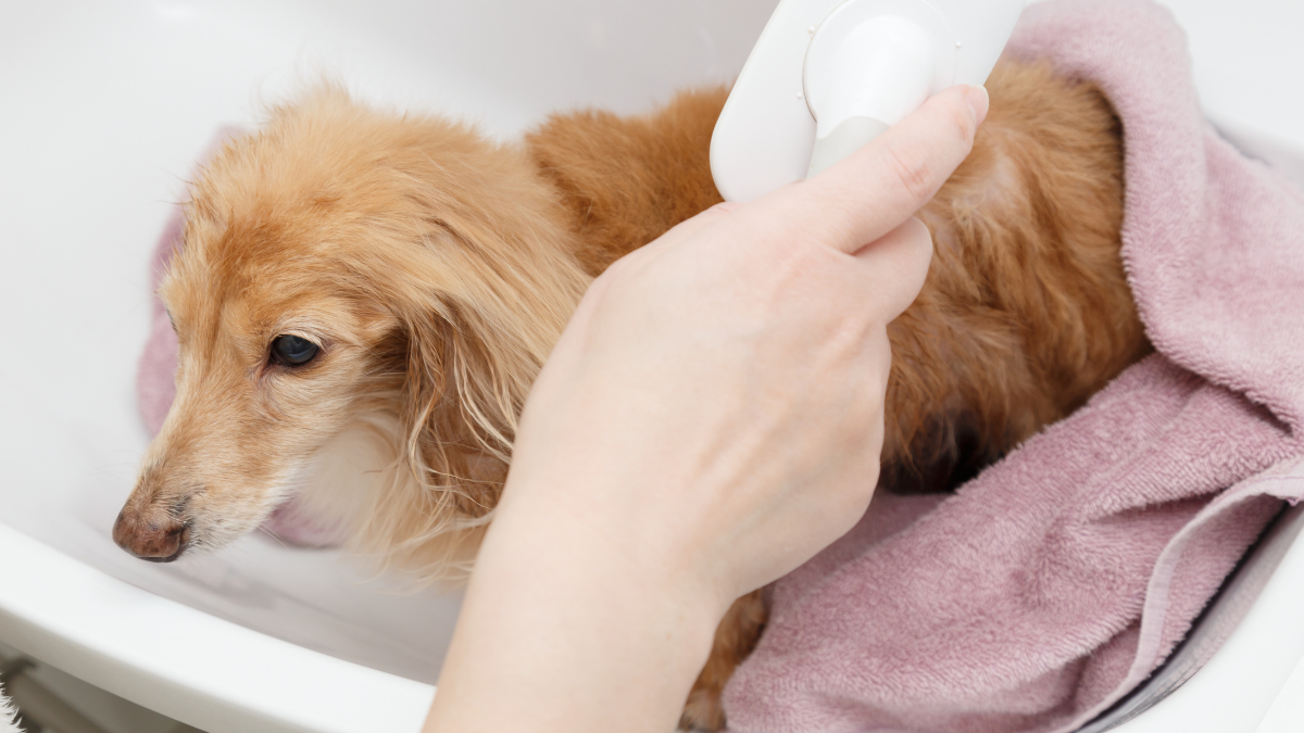 老犬介護 ブラッシングのケア