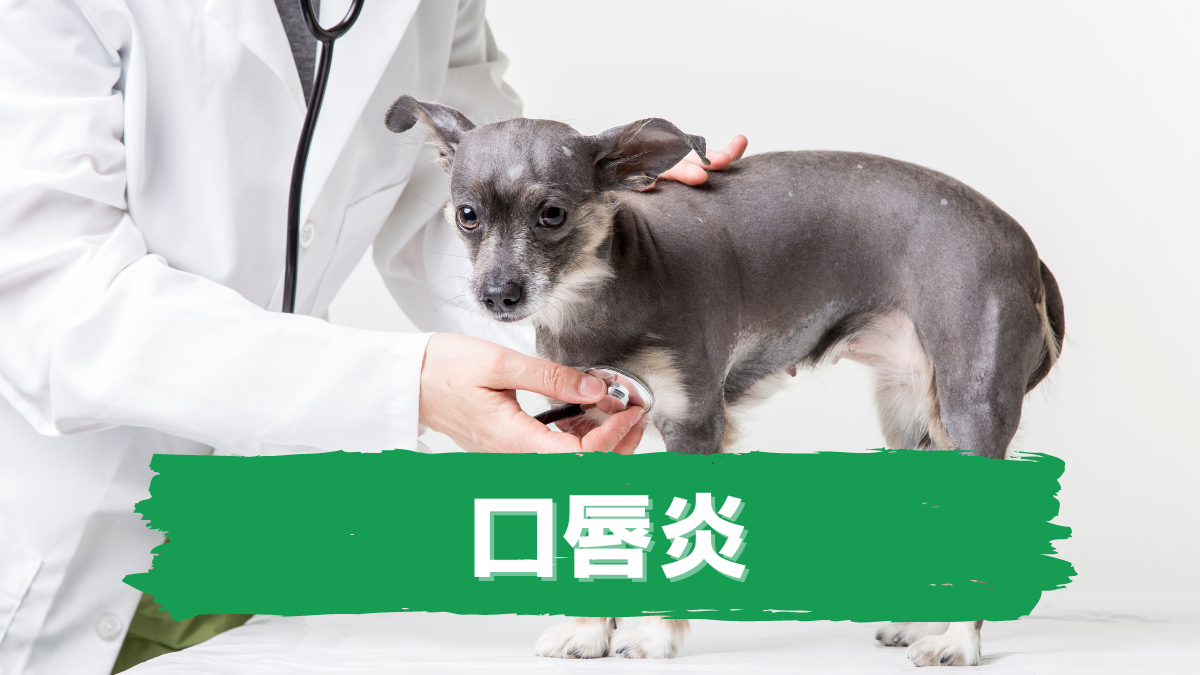 口唇炎 老犬ホームの窓口 老犬介護ドットコム 口唇炎 老犬ホームの窓口 老犬介護ドットコム