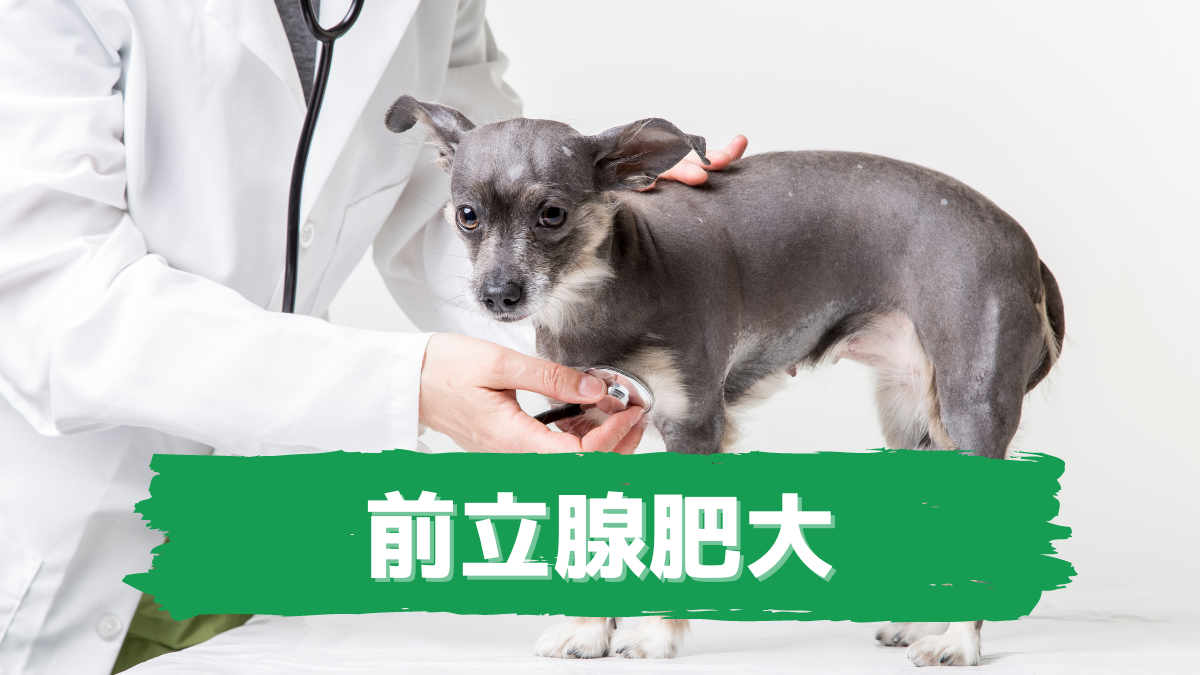 前立腺肥大 老犬ホームの窓口 老犬介護ドットコム 前立腺肥大 老犬ホームの窓口 老犬介護ドットコム