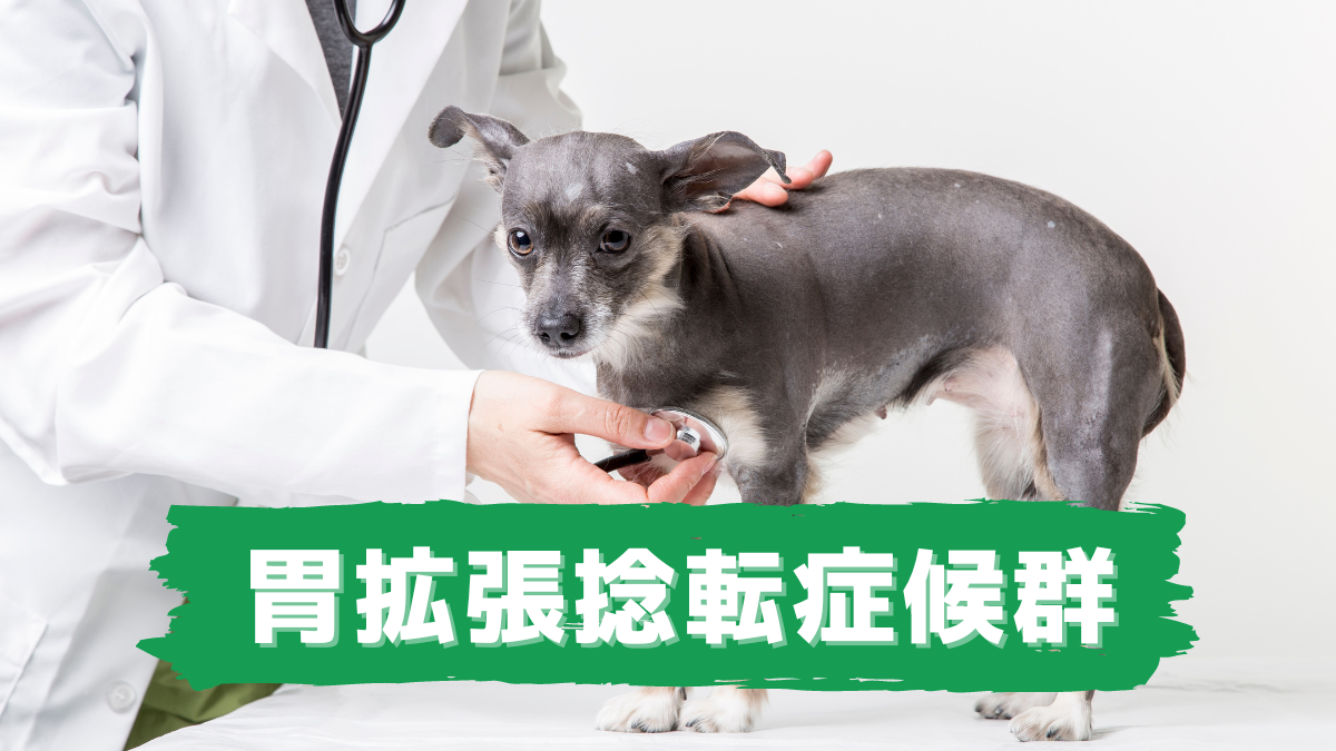 胃拡張捻転症候群 老犬ホームの窓口 老犬介護ドットコム 胃拡張捻転症候群 老犬ホームの窓口 老犬介護ドットコム