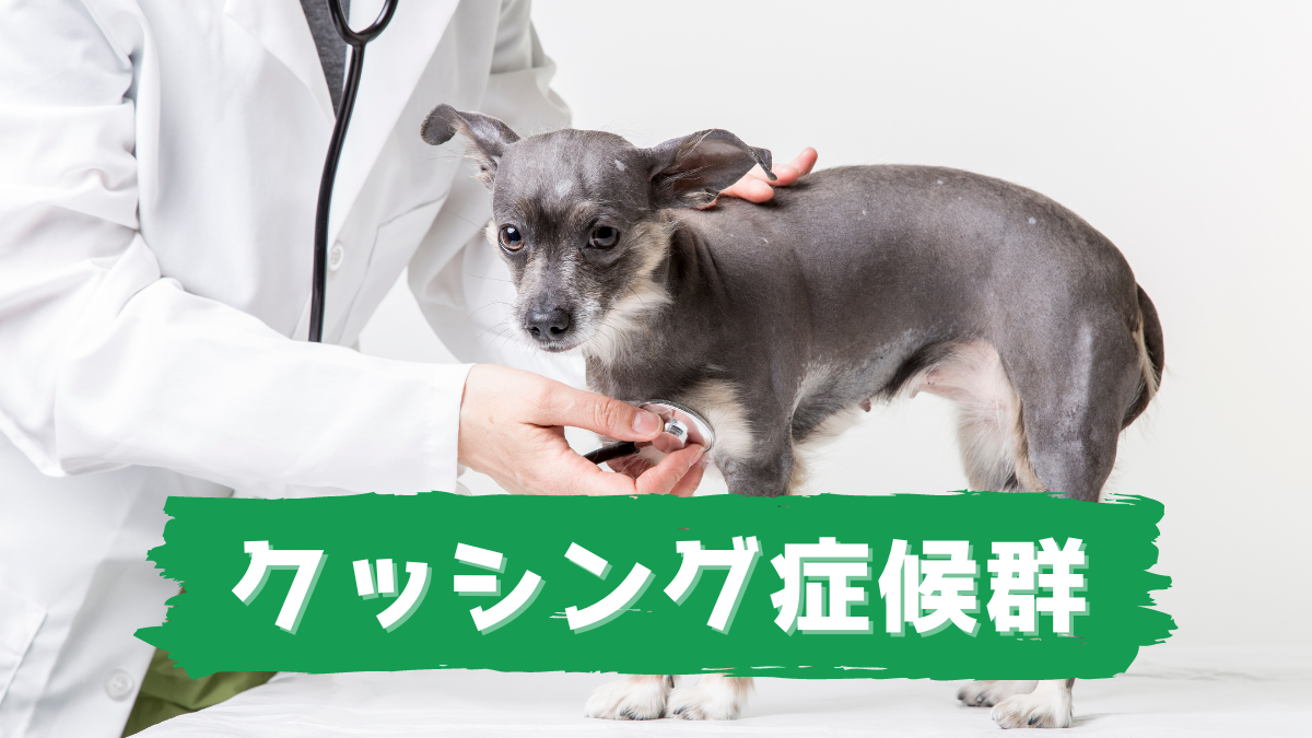 クッシング症候群 老犬ホームの窓口 老犬介護ドットコム