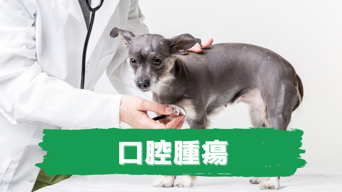 口腔腫瘍 老犬ホームの窓口 老犬介護ドットコム 口腔腫瘍 老犬ホームの窓口 老犬介護ドットコム