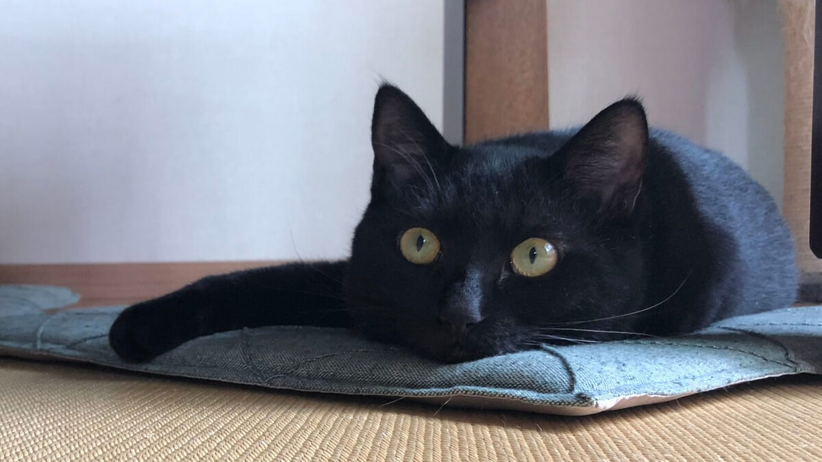 ペットシッターPet&Me